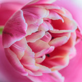 Greetings Card - Clive Nichols Photography