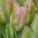 Greetings Card - Clive Nichols Photography