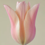 Greetings Card - Clive Nichols Photography