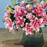 Premium Samantha Pink Roselilies - Pollen Free