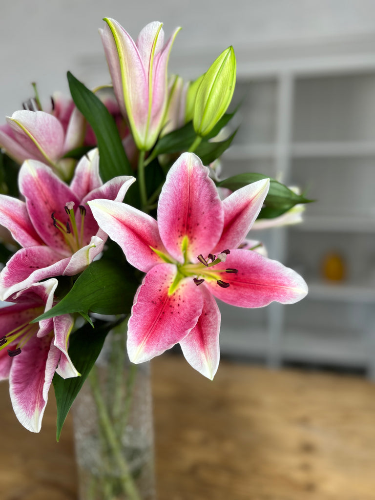 Best Regards Oriental Lilies - Pollen free - 10 Stems (4+ buds)