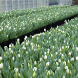 The White Christmas Tulip Bunch - 20 Stems