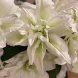 The White Flower Subscription