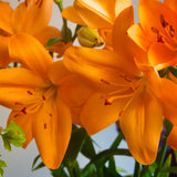Preorder Pip the Bat’s Halloween Lilies - 10 Stems