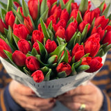 The Red Christmas Tulip Bouquet  - 50 Stems