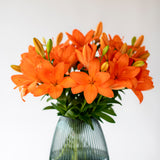 Preorder Pip the Bat’s Halloween Lilies - 10 Stems