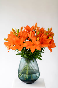Preorder Pip the Bat’s Halloween Lilies - 10 Stems