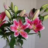 Premium Best Regards Pink Lilies - Pollen Free