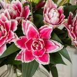 Premium Samantha Pink Roselilies - Pollen Free