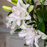 Premium Anouska Roselilies