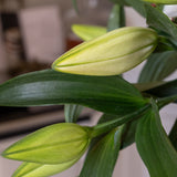 Premium Big News White Lilies
