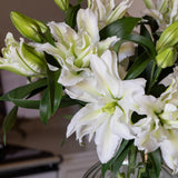 Premium Aisha White Roselilies - Pollen Free