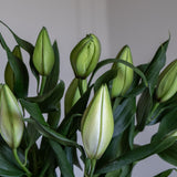 Premium Aisha White Roselilies - Pollen Free