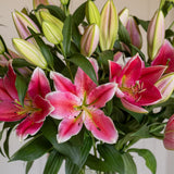 Premium Best Regards Pink Lilies - Pollen Free