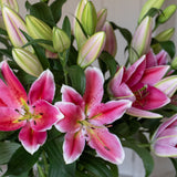 Premium Best Regards Pink Lilies - Pollen Free