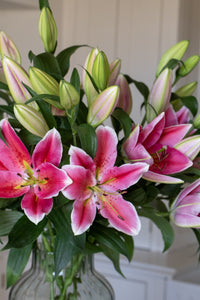Premium Best Regards Pink Lilies - Pollen Free
