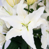 Big News White Oriental Lily - 5 Stems (4+ buds)