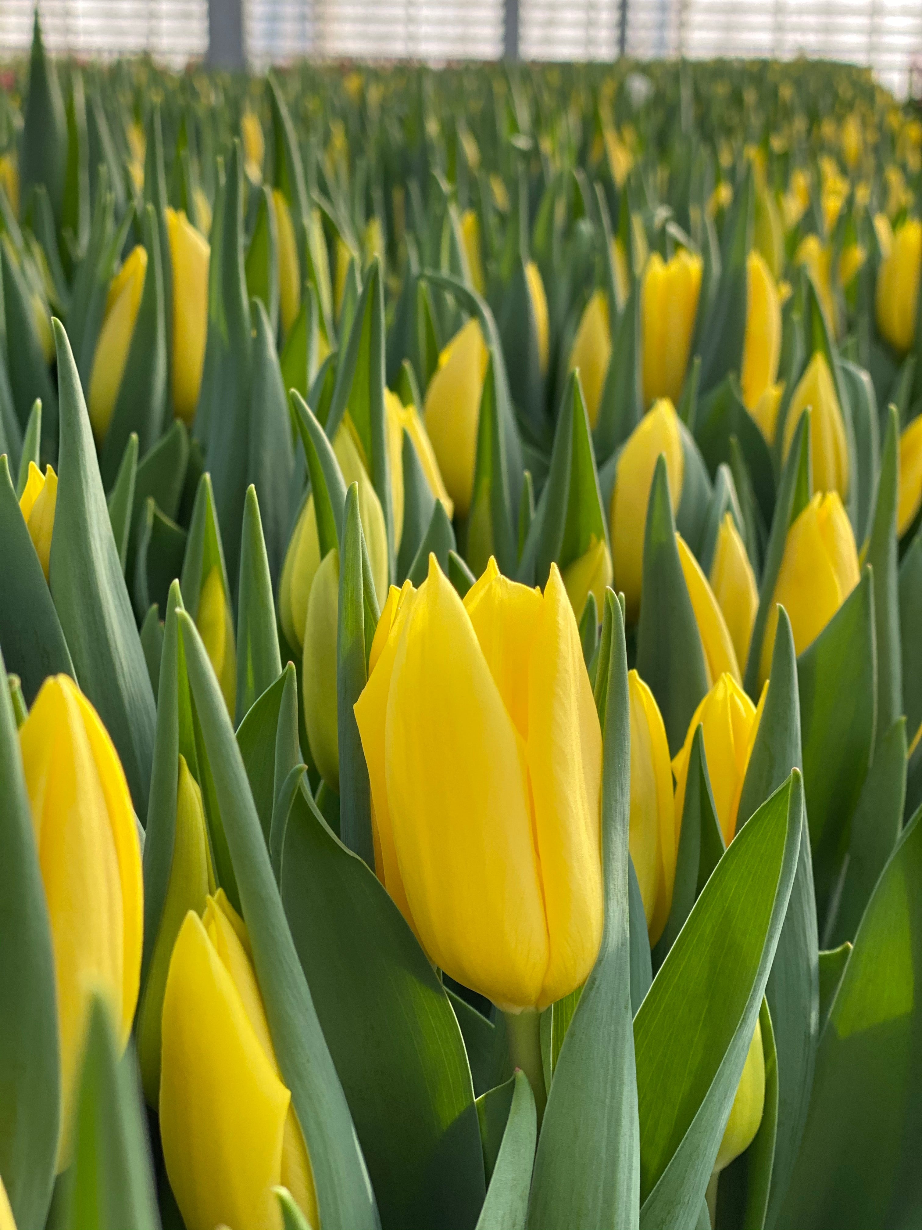 Strong Gold - Yellow Tulips - Mother's Day Preorder