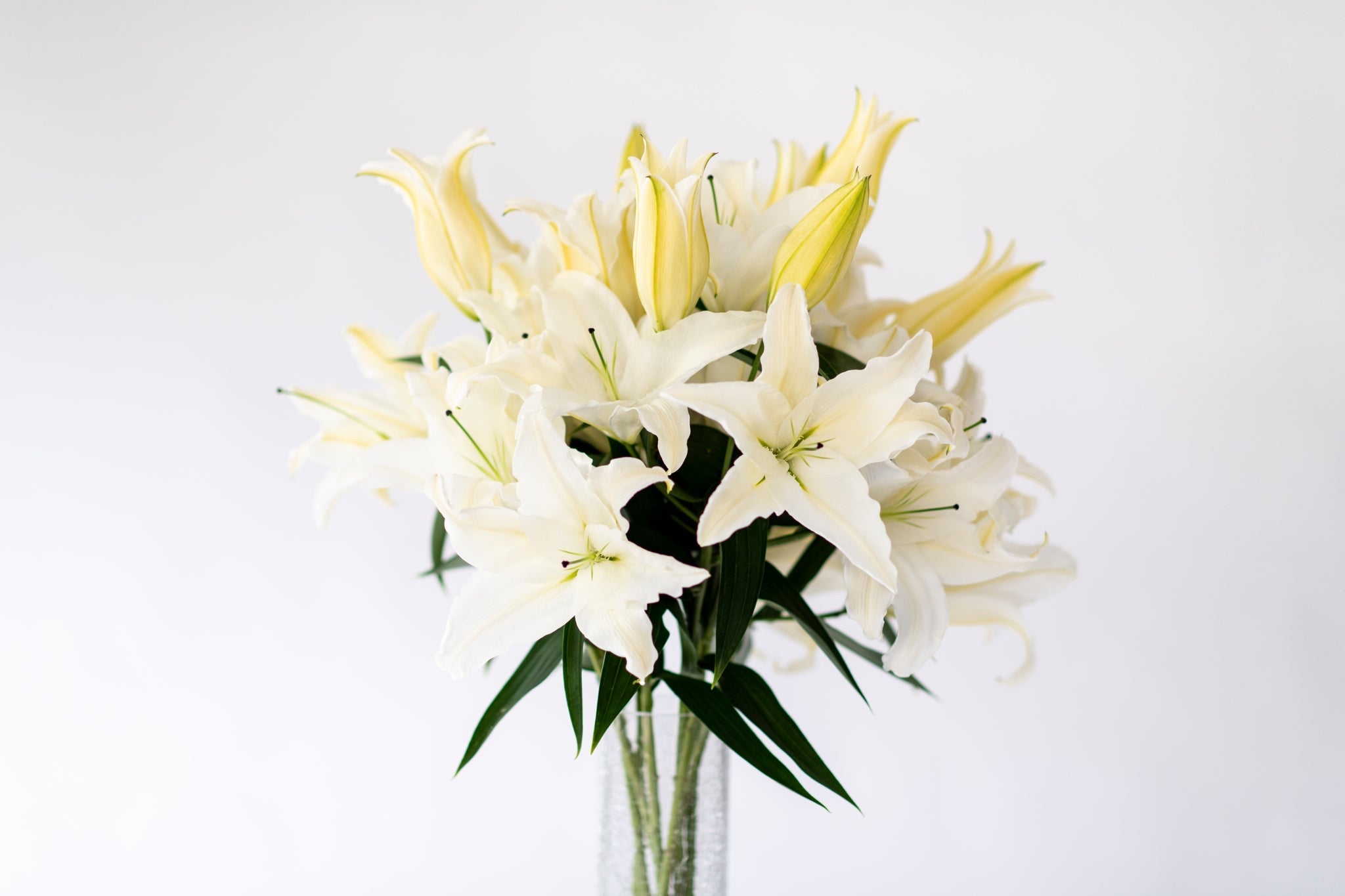 Big News White Oriental Lily - 5 Stems (3+ buds)