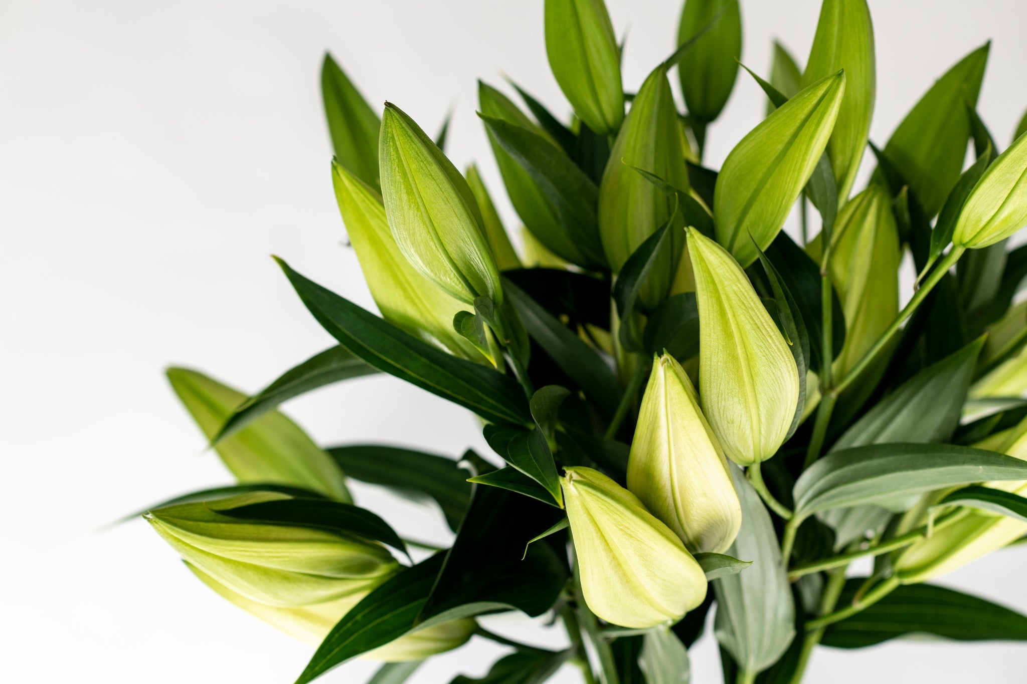 Big News White Oriental Lily - 5 Stems (3+ buds)