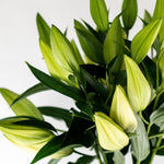 Big News White Oriental Lily - 5 Stems (4+ buds)