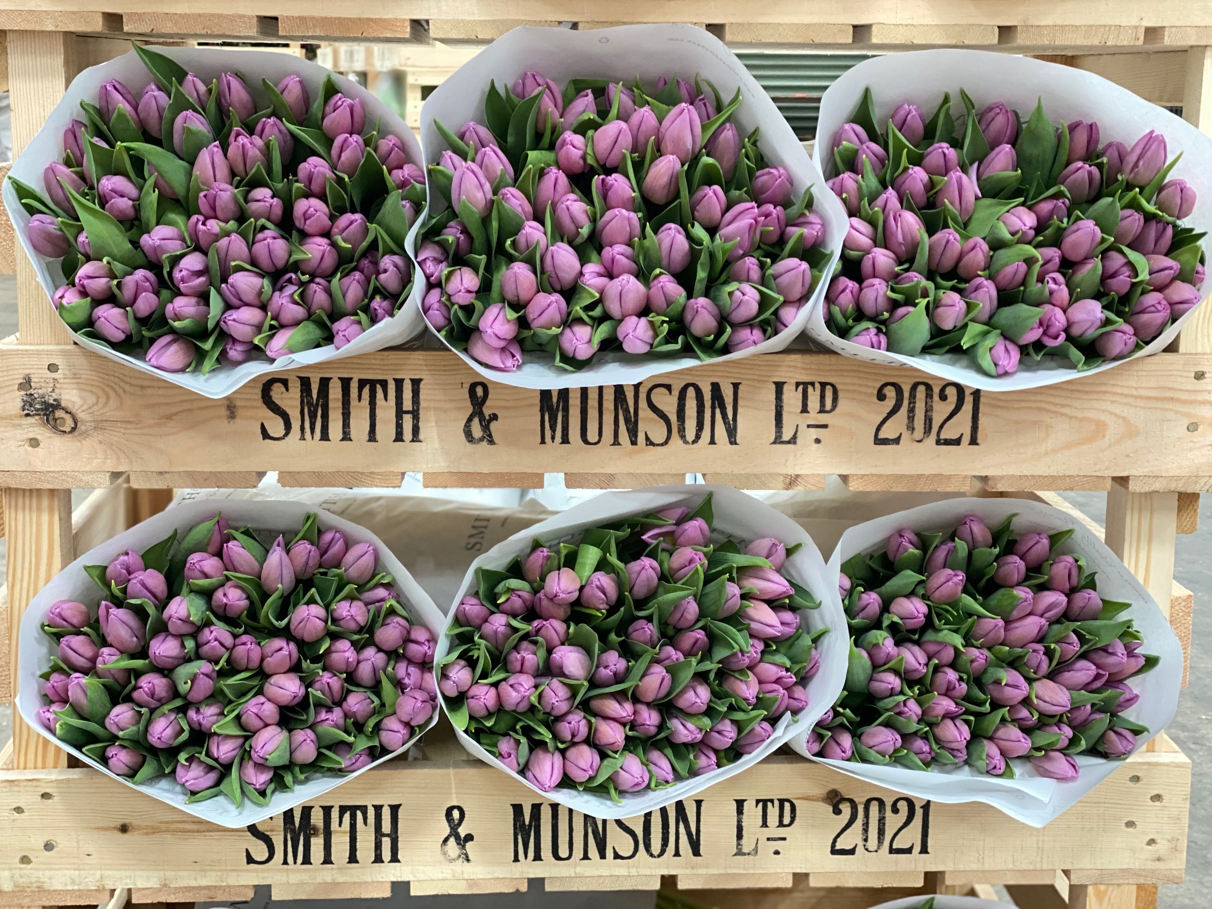 Candy Prince - Lilac Tulips - Mother's Day Preorder