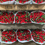 The Red Christmas Tulip Bouquet  - 50 Stems