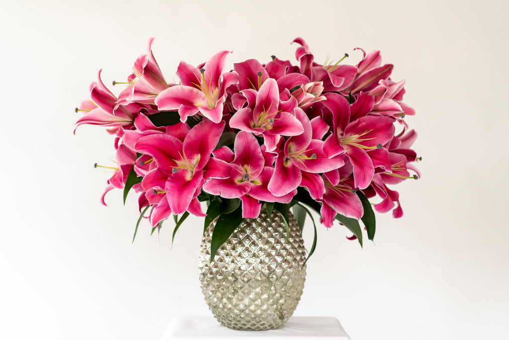 Smith & Munson Premium Dark Pink British Oriental Lily