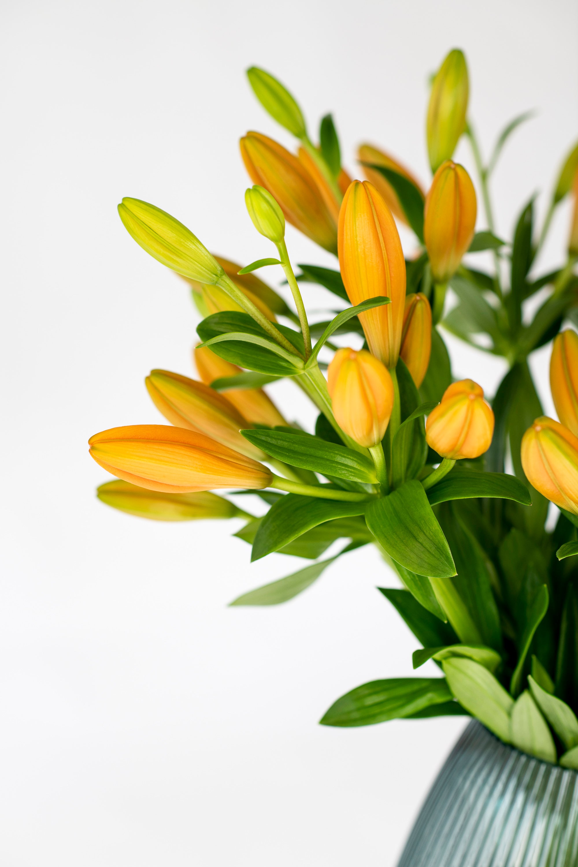 Idaho Orange LA Lilies - 10 Stems (4-6 buds)