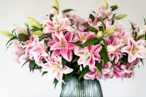 Smith & Munson Lily Subscription - Pollen Free Only