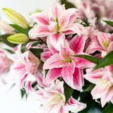 Premium Viola Pink Roselilies - Pollen Free
