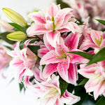 Viola Pink Roselilies - Pollen Free - 10 Stems