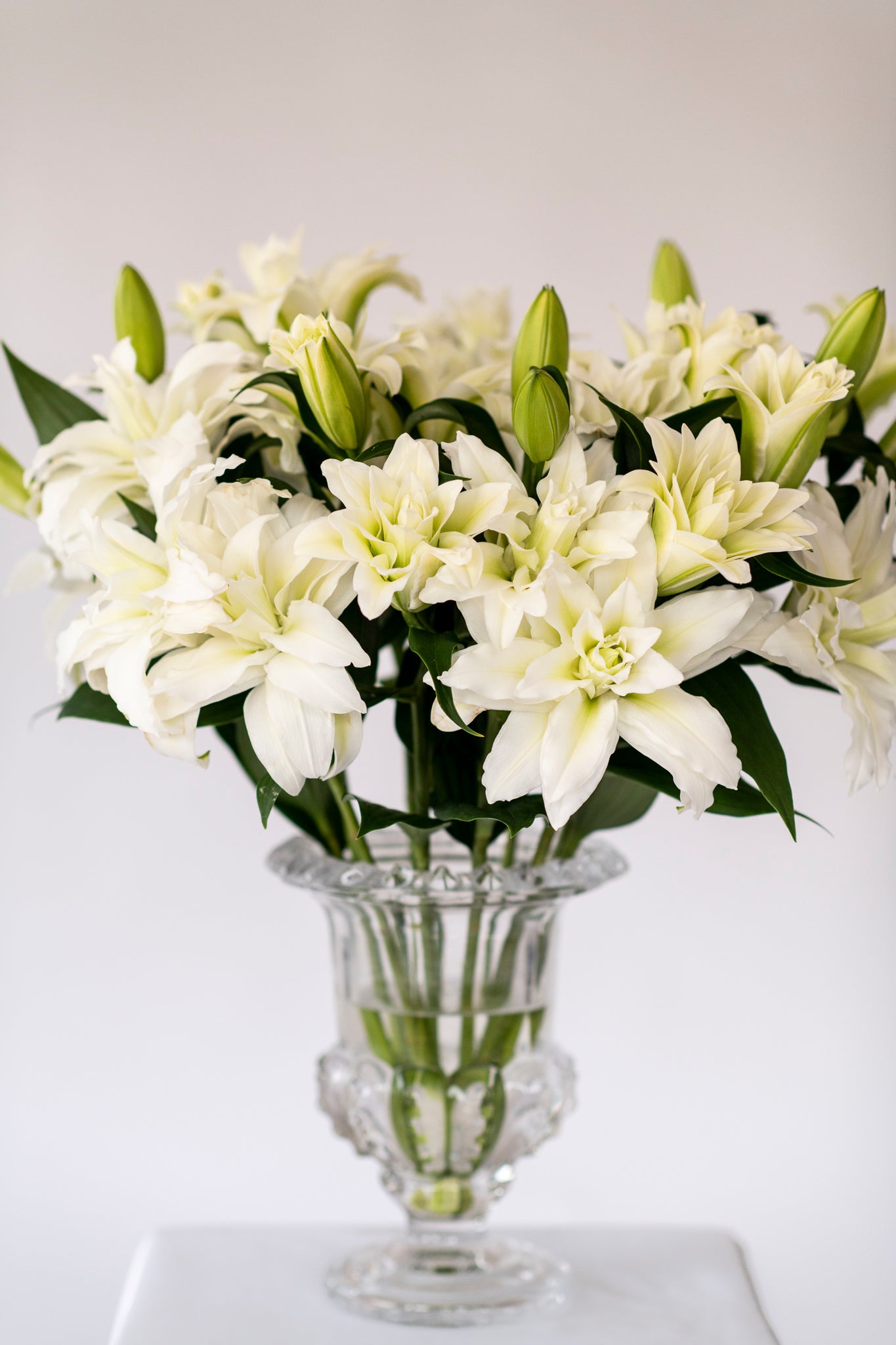 Premium Aisha White Roselilies - Pollen Free