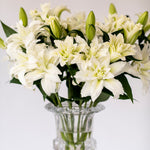 Premium Aisha White Roselilies - Pollen Free