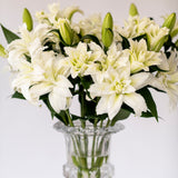 Aisha White Roselilies - Pollen Free - 10 Stems