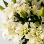 Aisha White Roselilies - Pollen Free - 10 Stems