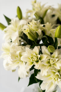 Premium Aisha White Roselilies - Pollen Free