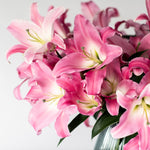 Tabledance Pink OT Lily - 10 Stems (4-6 Buds)