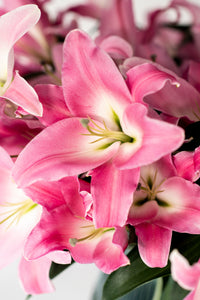 Premium Tabledance Pink British Lilies