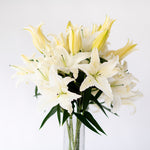 Big News White Oriental Lily - 10 Stems (4-6 Buds)