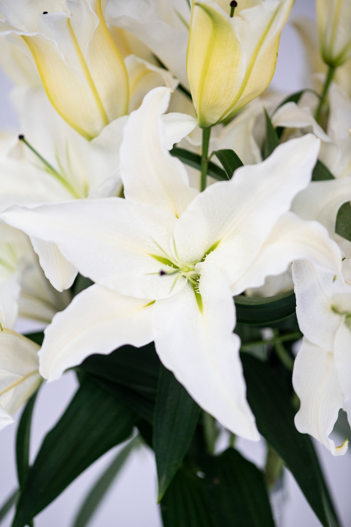 Premium Big News White Lilies