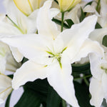 Premium Big News White Lilies