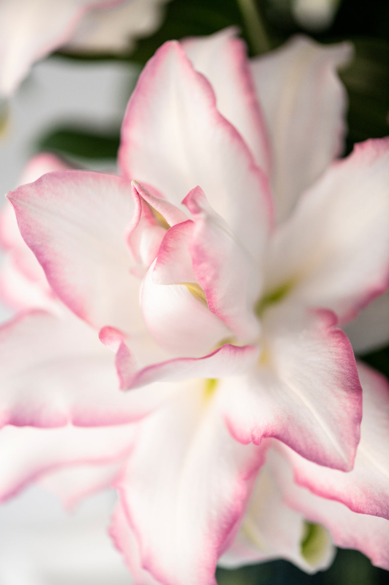 Premium Anouska Roselilies - Pollen Free