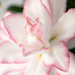 Premium Anouska Roselilies