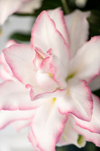 Premium Anouska Roselilies