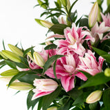 Premium Viola Pink Roselilies - Pollen Free