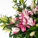 Viola Pink Roselilies - Pollen Free - 10 Stems