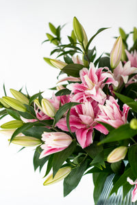 Premium Viola Pink Roselilies - Pollen Free
