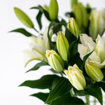 Premium Aisha White Roselilies - Pollen Free