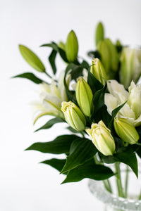 Premium Aisha White Roselilies - Pollen Free